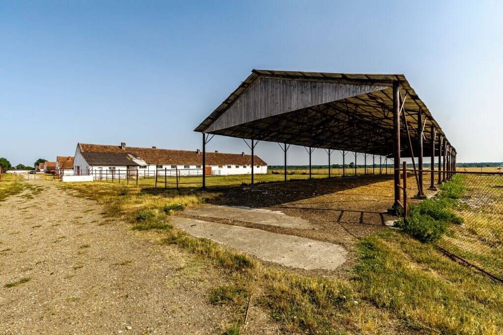 Fermă Mândruloc 25.000 mp De vânzare Fermă Mândruloc 25.000 mp în zona Arad 6 camere Arad 11