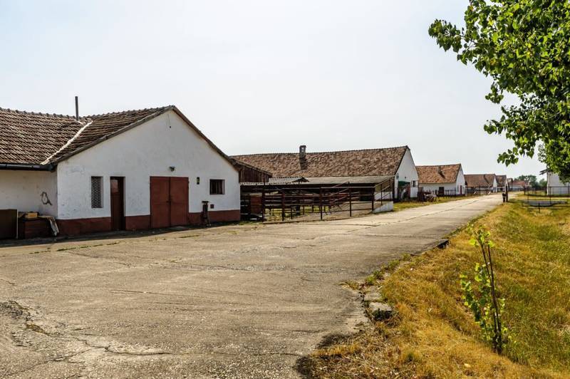De vânzare Fermă Mândruloc 2,5 ha în zona Arad 6 camere Arad 4